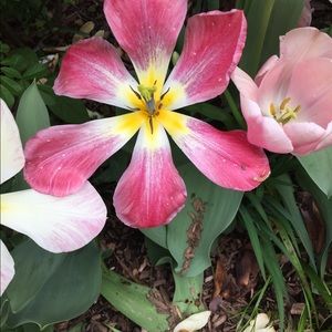 Meet your Posher, Alexandra